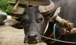 The power of the yoke Image