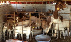 Goat project update Image