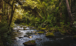 NZBMS & biculturalism—a journey just begun Image