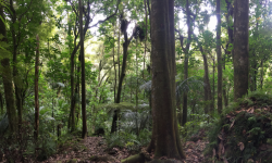A forest of leaders Image
